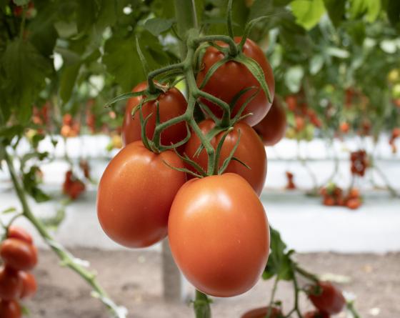 Tomate saladette tipo indeterminado semillas Vilmorin 