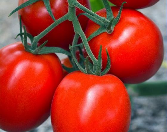 Tomate saladette tipo indeterminado semillas Vilmorin 