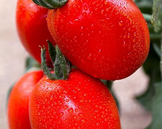 Tomate saladette tipo indeterminado semillas Vilmorin 