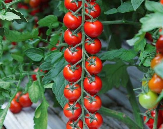 Tomate cherry  semillas Vilmorin 